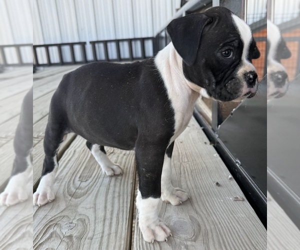Medium Photo #1 Boxer Puppy For Sale in VICTORIA, TX, USA