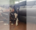 Small #3 Great Dane