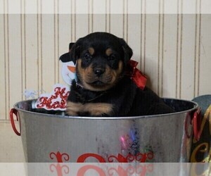 Rottweiler Puppy for sale in FREDERICKSBG, OH, USA