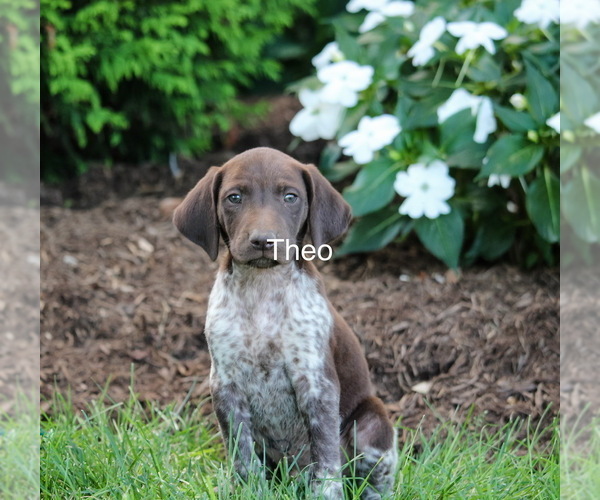 Medium Photo #9 German Shorthaired Pointer Puppy For Sale in GORDONVILLE, PA, USA