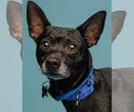 Small Photo #3 Jack Chi Puppy For Sale in Kennesaw, GA, USA
