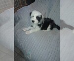 Small Photo #5 Sheepadoodle Puppy For Sale in TAYLOR, MI, USA
