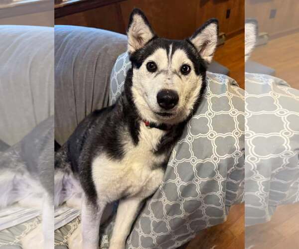 Medium Photo #5 Siberian Husky Puppy For Sale in Randleman , NM, USA