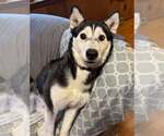 Small #4 Siberian Husky