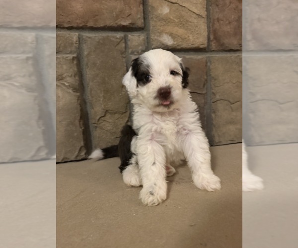 Medium Photo #4 Portuguese Water Dog Puppy For Sale in SWARTZ CREEK, MI, USA