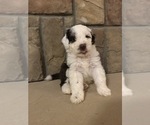 Small #3 Portuguese Water Dog