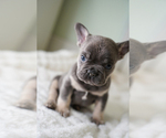 Small #3 French Bulldog