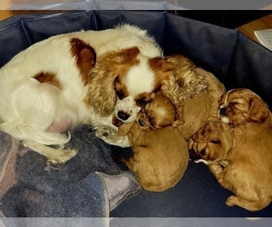 Mother of the Cavalier King Charles Spaniel puppies born on 12/20/2023