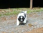 Small Photo #6 Newfoundland Puppy For Sale in CLINTON, AR, USA