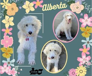Aussiedoodle Dogs for adoption in Lindsay, CA, USA