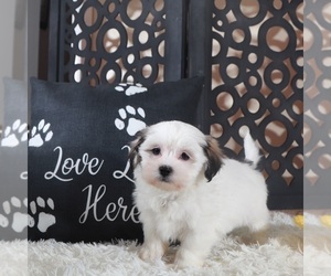 Zuchon Puppy for sale in MOUNT VERNON, OH, USA