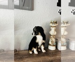Small Photo #3 Miniature Australian Shepherd Puppy For Sale in OCALA, FL, USA