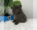 Small #4 Pomeranian