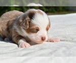 Small #6 Miniature Australian Shepherd