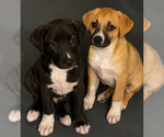 Small #2 Labsky