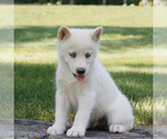 Small #3 Samoyed-Siberian Husky Mix