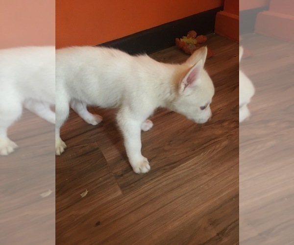 Medium Photo #4 Siberian Husky Puppy For Sale in DANBY, VT, USA