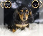 Puppy Susie AKC Dachshund
