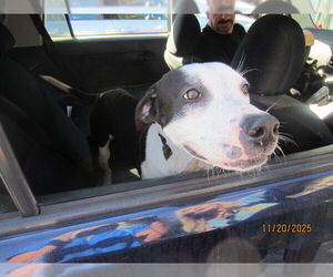 American Pit Bull Terrier Dogs for adoption in Ocala, FL, USA