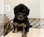 Puppy 4 Australian Mountain Dog