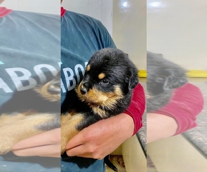 Rottweiler Puppy for sale in CORONA, CA, USA