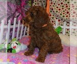 Small Photo #7 Poodle (Standard) Puppy For Sale in CLATSKANIE, OR, USA