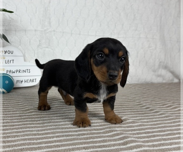 Medium Photo #5 Dachshund Puppy For Sale in GREENFIELD, IN, USA