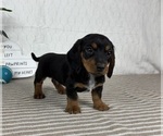 Small #4 Dachshund