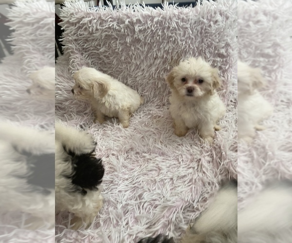 Medium Photo #4 Zuchon Puppy For Sale in FAYETTEVILLE, NC, USA