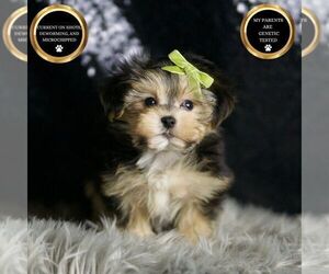 Morkie Puppy for sale in WARSAW, IN, USA