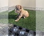 Small Photo #3 American Bully Puppy For Sale in TEMPLE HILLS, MD, USA