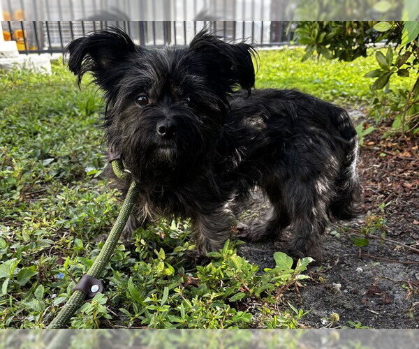 Medium Photo #1 Havanese Puppy For Sale in Fort Lauderdale, FL, USA