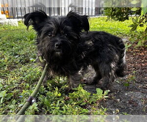Havanese Dogs for adoption in Fort Lauderdale, FL, USA
