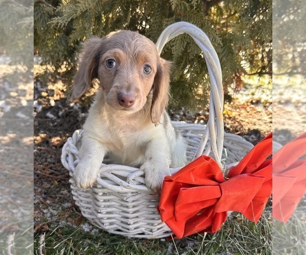 Medium Photo #3 Dachshund Puppy For Sale in MIDDLEBURY, IN, USA