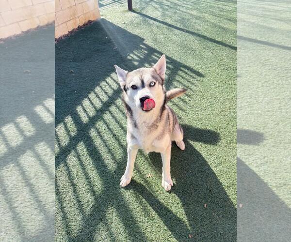 Medium Photo #2 Siberian Husky-Unknown Mix Puppy For Sale in Rockwall, TX, USA