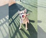 Small #1 Siberian Husky Mix