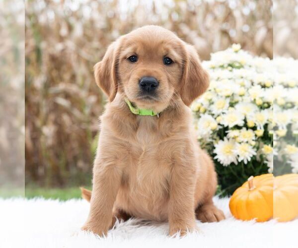 Medium Photo #3 Golden Retriever Puppy For Sale in NEWPORT, PA, USA