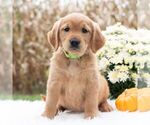 Small #2 Golden Retriever