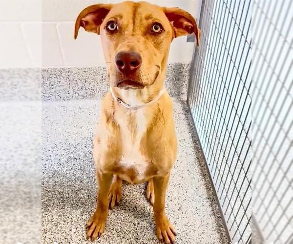 Medium Photo #3 Labrador Retriever Puppy For Sale in Houston, TX, USA