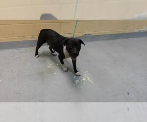 Mutt Dogs for adoption in Tulsa, OK, USA