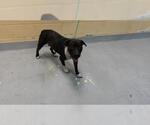 Small Mutt