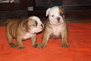 Bulldog Puppy for sale in SCOTTSBURG, IN, USA