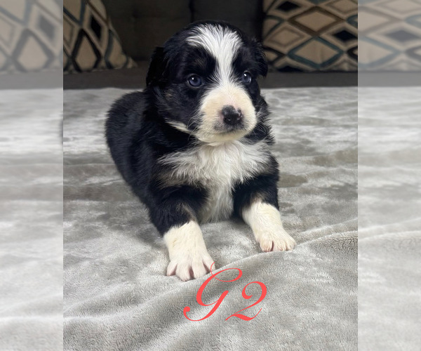 Medium Photo #32 Australian Shepherd Puppy For Sale in SALISBURY, NC, USA