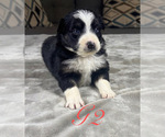 Small Photo #32 Australian Shepherd Puppy For Sale in SALISBURY, NC, USA
