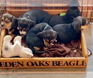 Jack-A-Bee Puppy for sale in RONDA, NC, USA