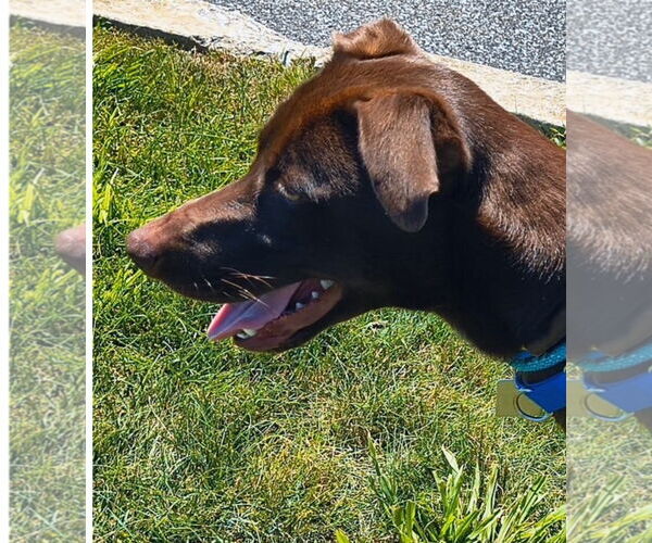 Medium Photo #8 Border Collie-Chocolate Labrador retriever Mix Puppy For Sale in Mt. Laurel, NJ, USA