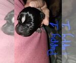 Small Photo #7 German Shorthaired Pointer Puppy For Sale in BEULAVILLE, NC, USA