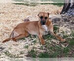 Small #1 Black Mouth Cur-Greyhound Mix