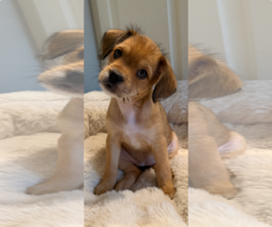 Chihuahua-Unknown Mix Dogs for adoption in St. Louis Park, MN, USA