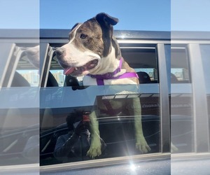 American Staffordshire Terrier-Unknown Mix Dogs for adoption in Crete, IL, USA